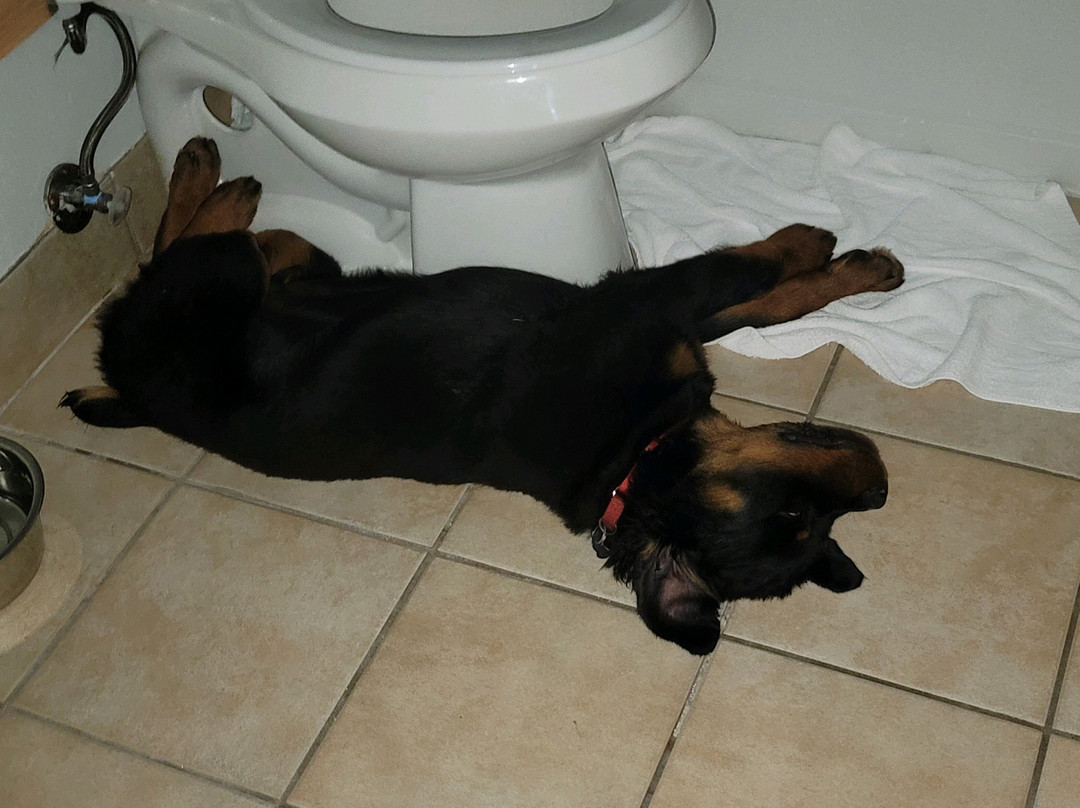 Microtel Inn & Suites by Wyndham Houma主图