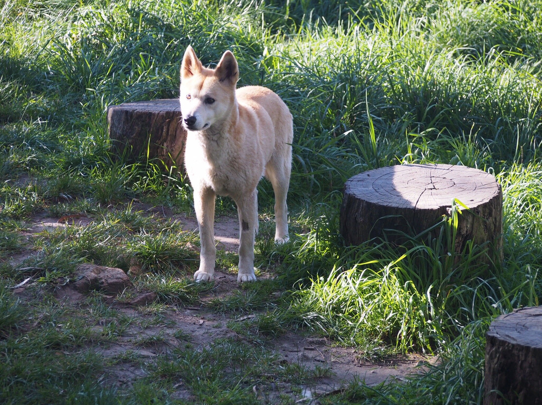 Cleland Conservation Park-阿德莱德必去景点