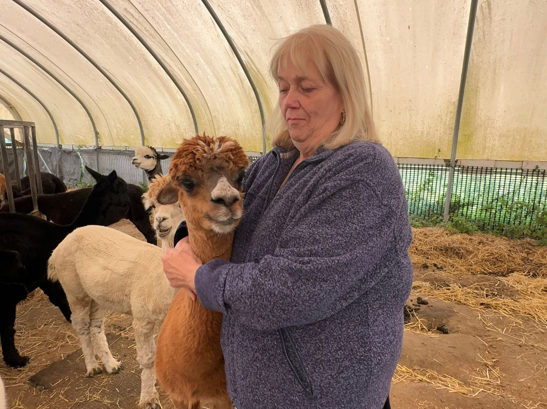 Stubbs Farm Alpacas景点图片