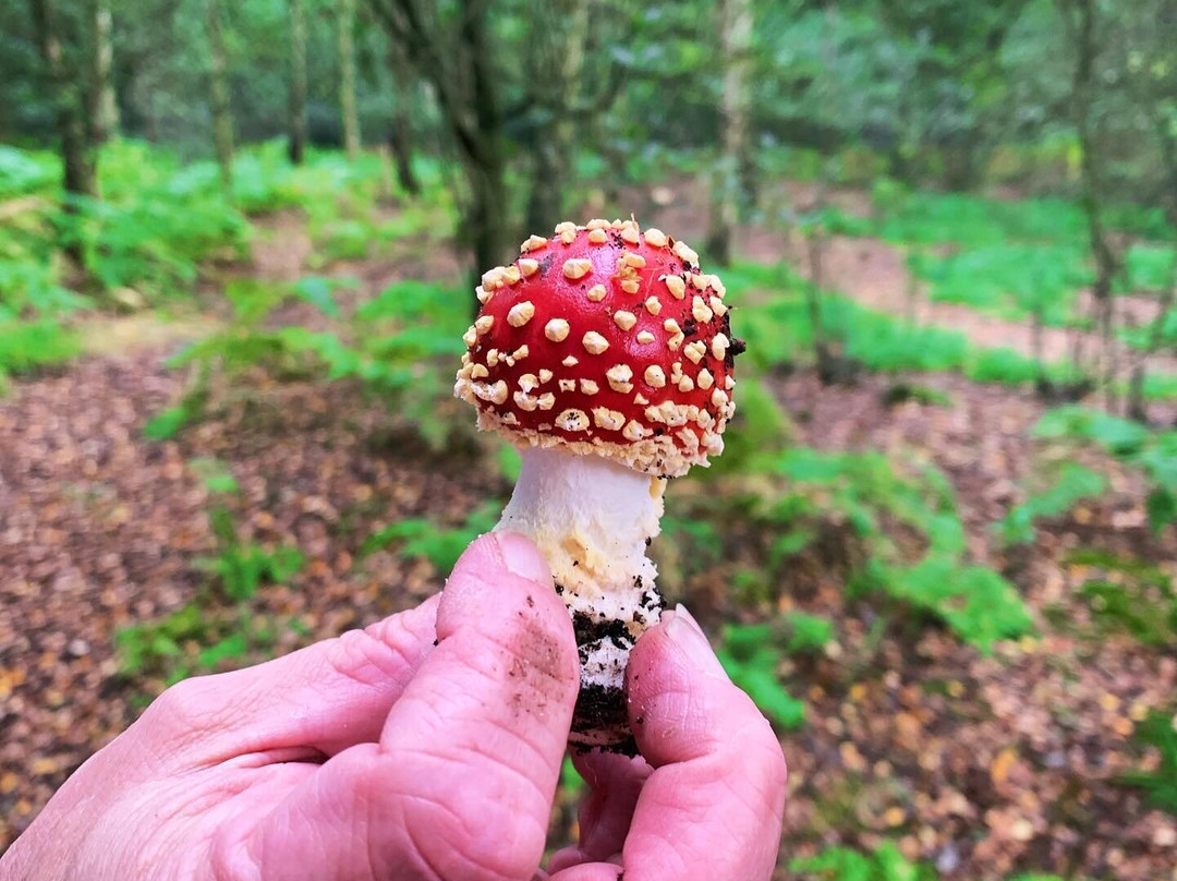 Twigmoor Woods景点图片