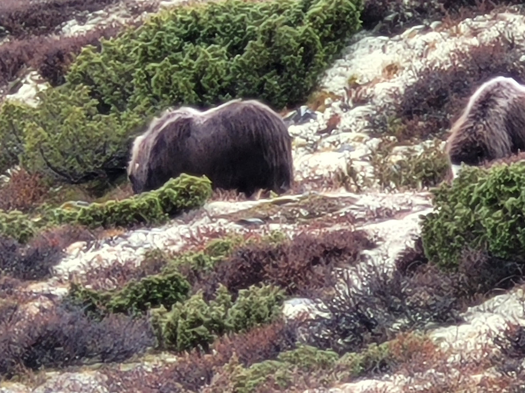 Oppdal Safari-Oppdal必去景点