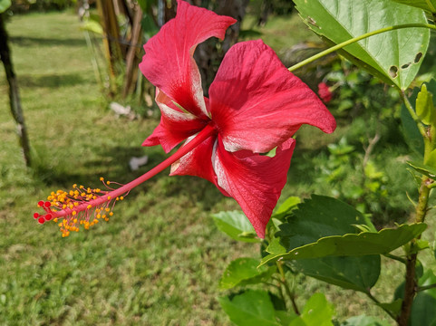 Mauna Kea Cloudforest Bioreserve-希洛必去景点