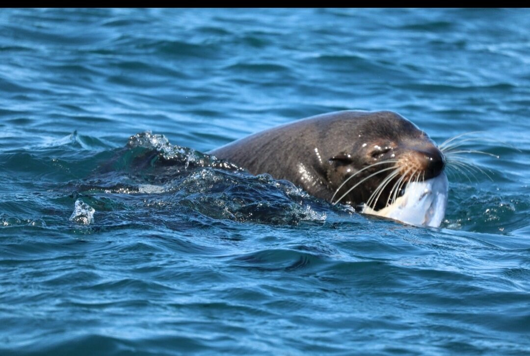 Seal Kayak Kaikoura-Kaikoura必去景点