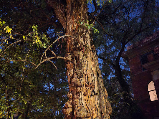 The Witches' Tree-路易斯维尔必去景点