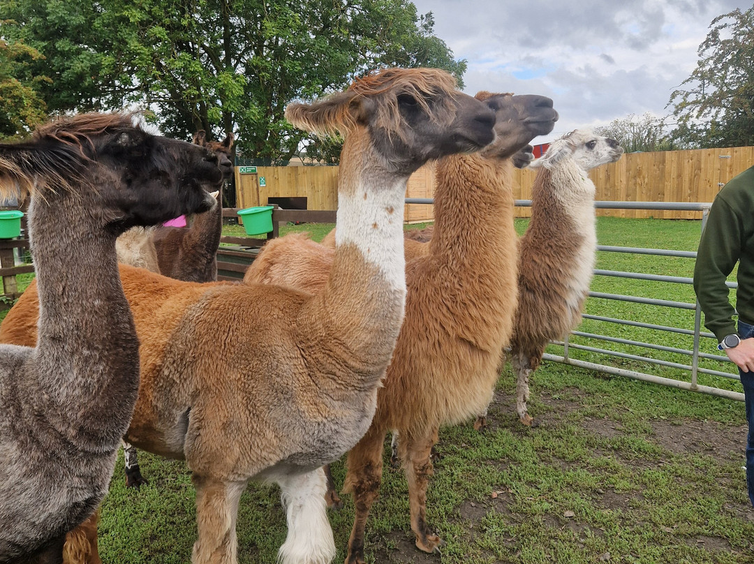 Humber Llamas景点图片