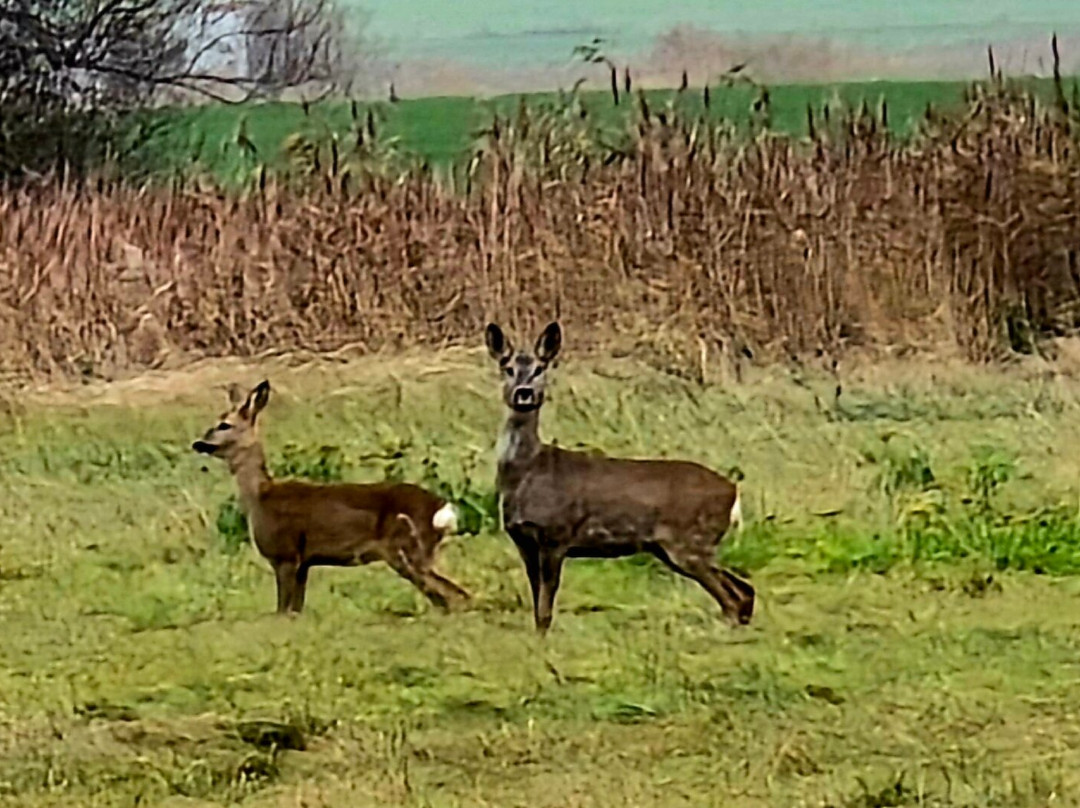 Der Fischlaender主图