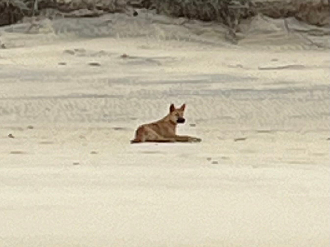 Positive Energy Adventures & Retreats-麦克夸利港必去景点