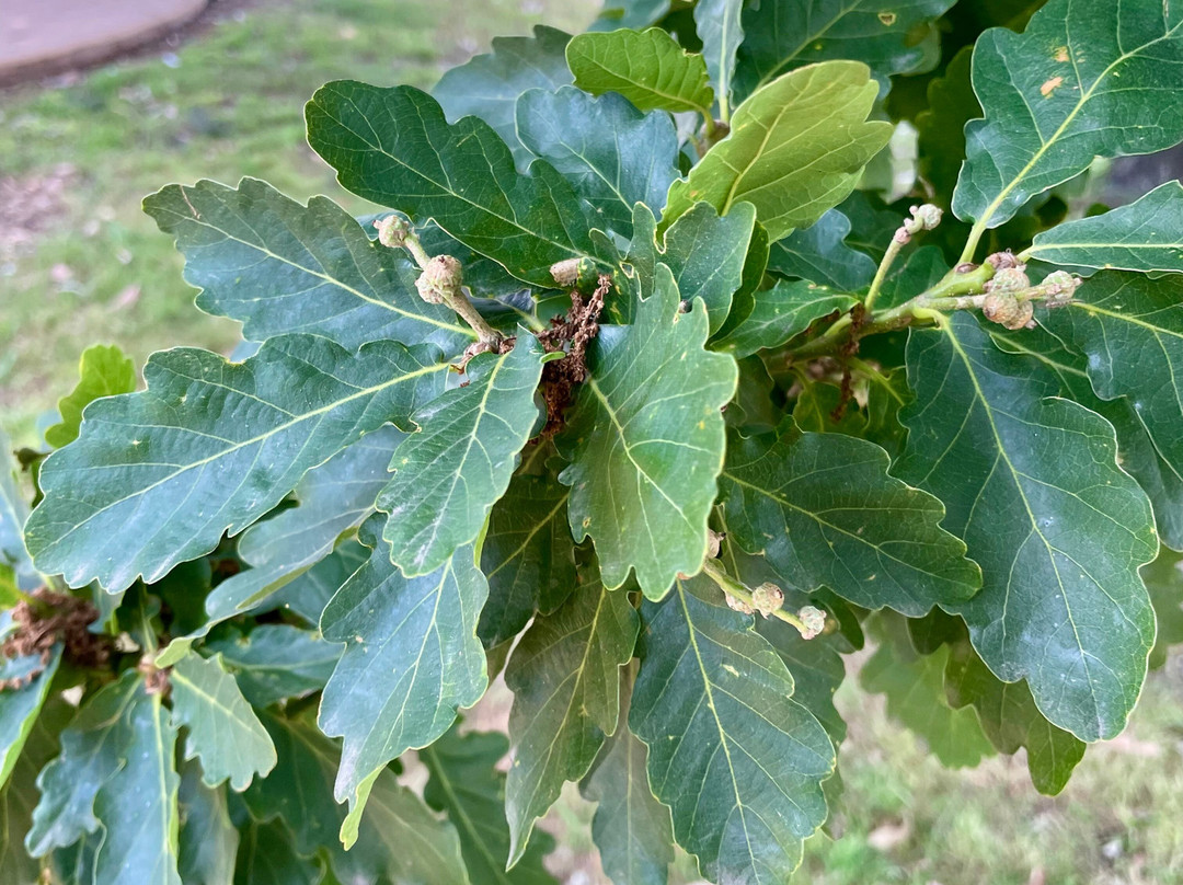 Charing Cross Reserve-Beaconsfield Upper必去景点