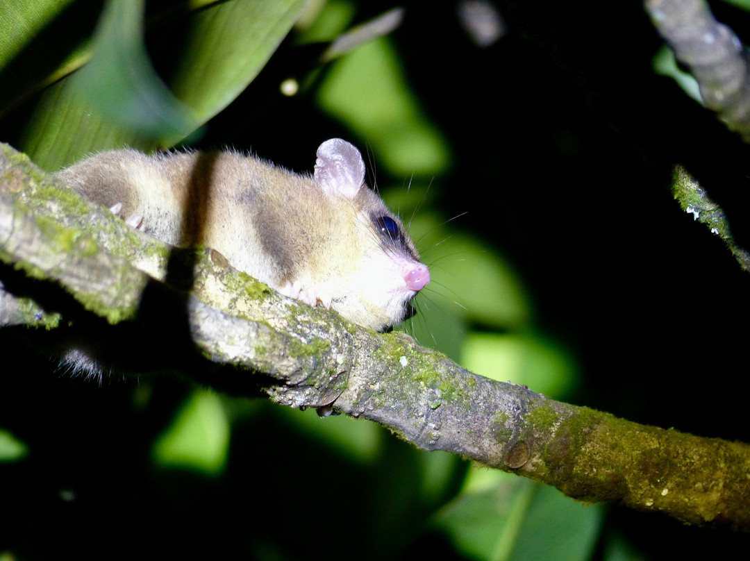 Eyes on Wildlife- 阿瑟顿必去景点