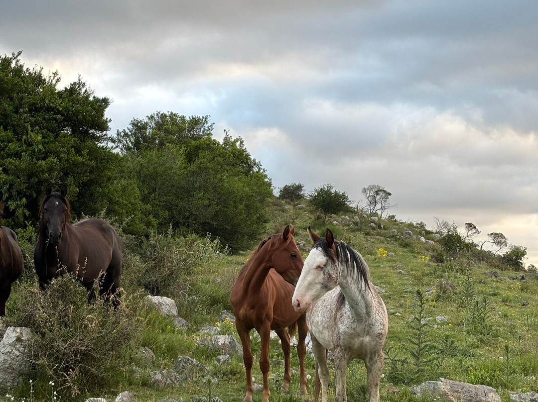 Estancia La Pilona Horse Farm-Mariscala必去景点