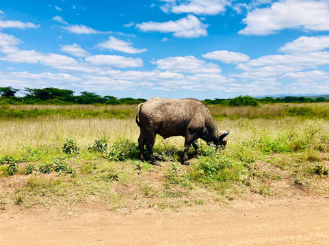 Tony's Taxi Service-内罗毕必去景点