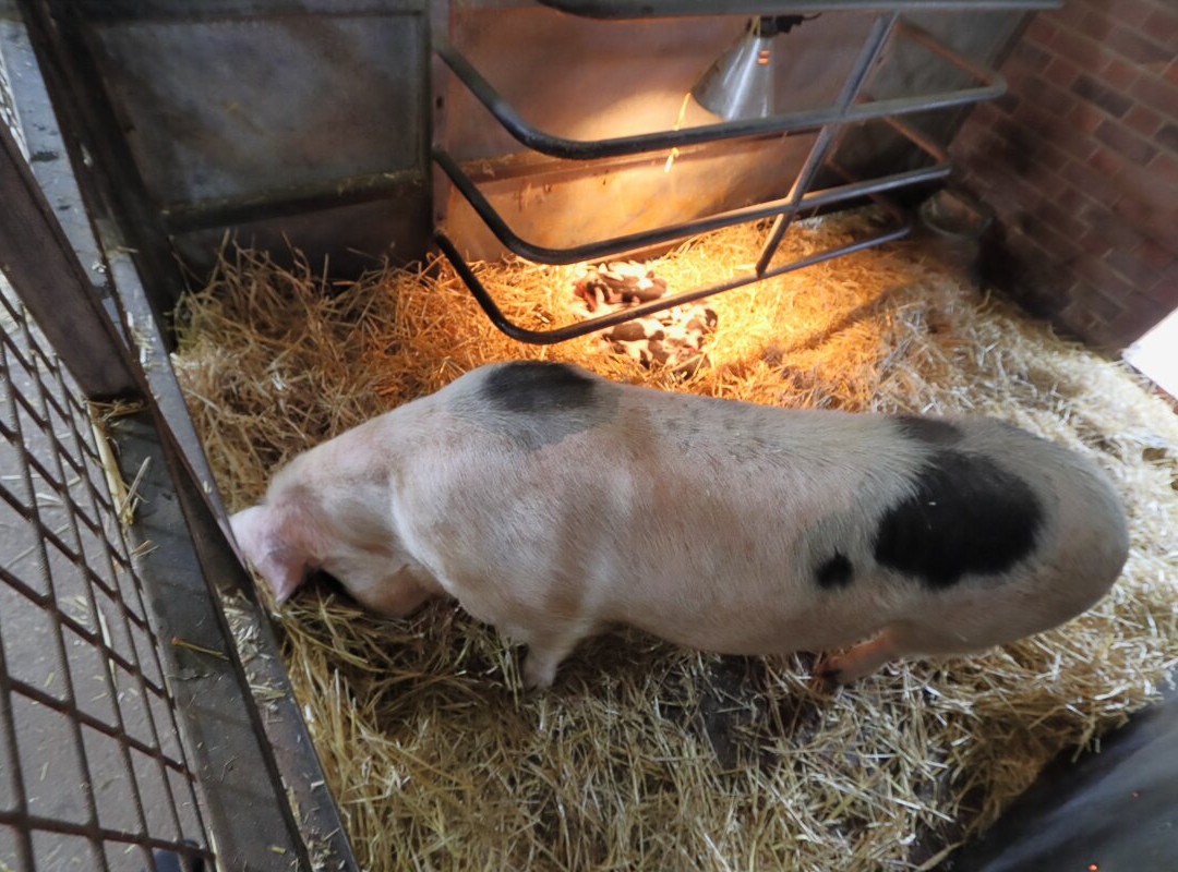 Wimpole Home Farm景点图片