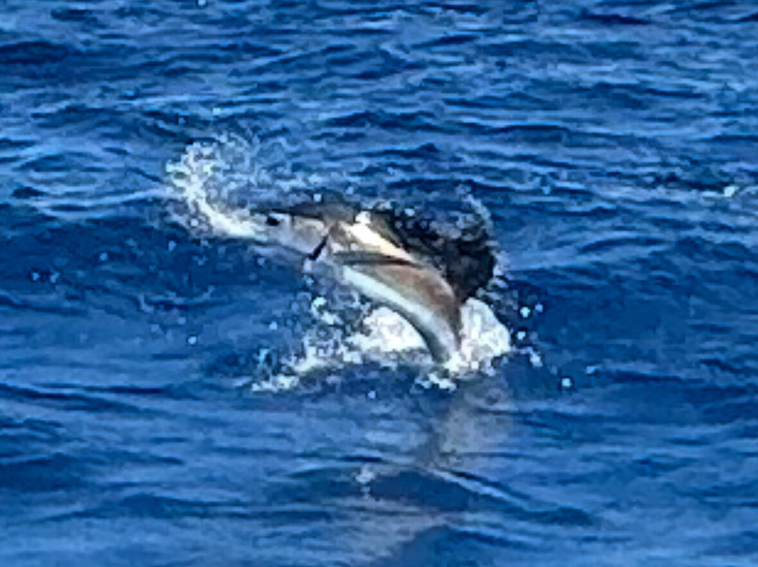 True Blue Sportfishing-St. George's必去景点