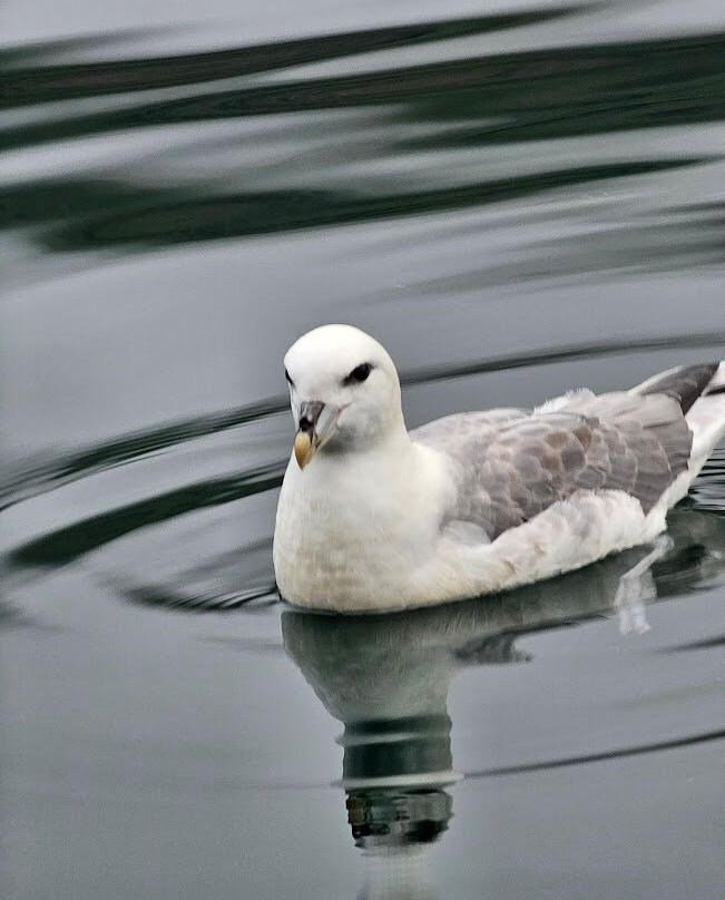 Voxey Trips-Djupivogur必去景点