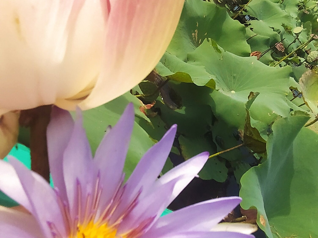 Lotus Farm Siem Reap-暹粒必去景点