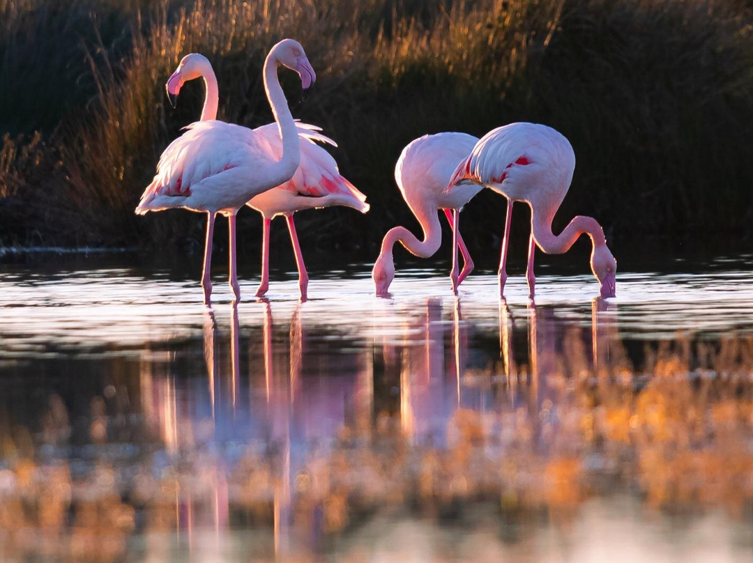 Parco Naturale della Maremma景点图片