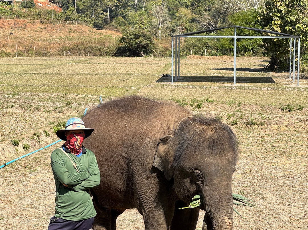 Temple of elephants-清迈必去景点