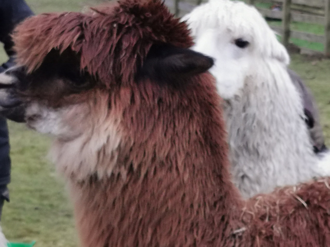 Alpacaly Ever After景点图片