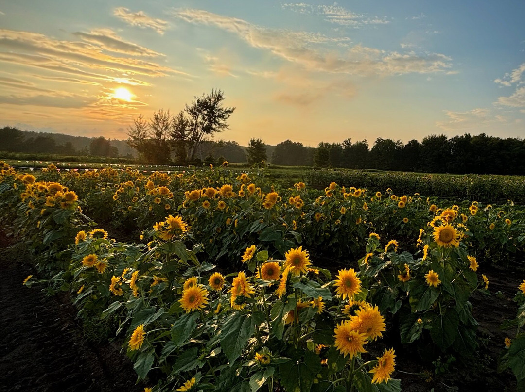 Bremer Produce U-Pick Flower Farm-Hudsonville必去景点