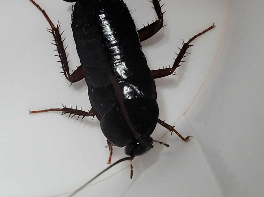 Rodeway Inn & Suites主图