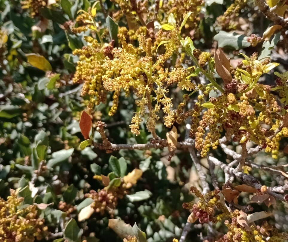 Jardín Botánico Universitario Buap景点图片