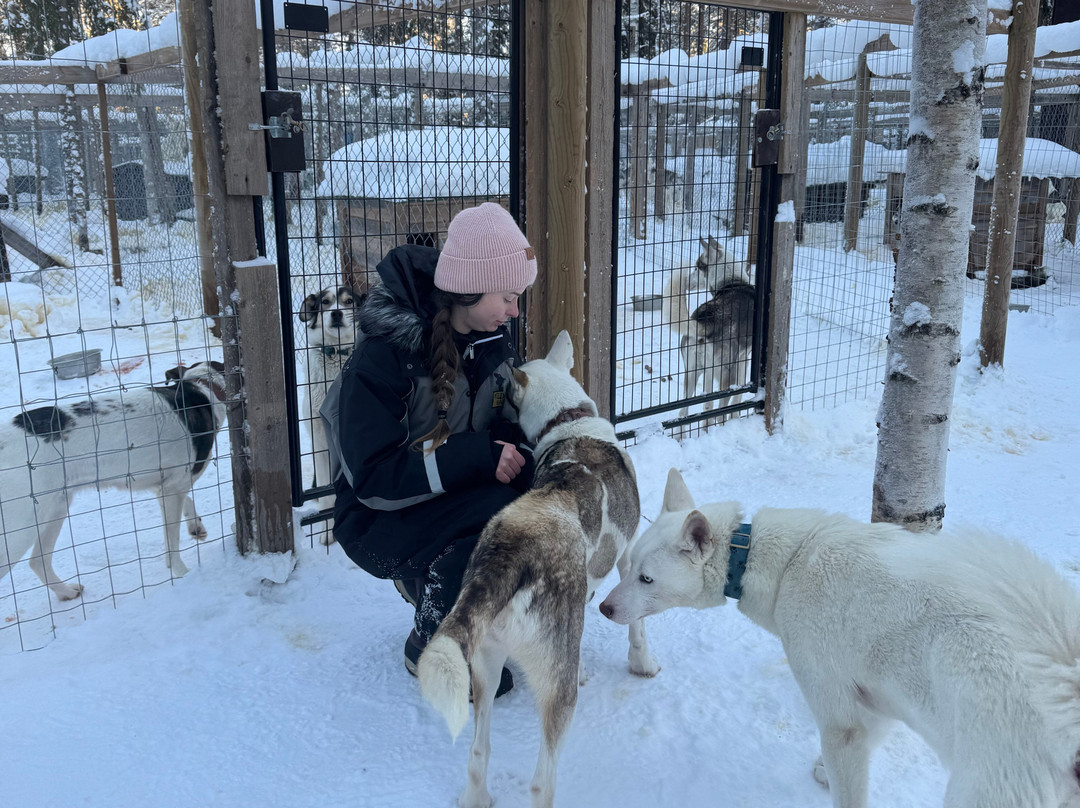 Arctic Borealis Huskies-Ranua必去景点