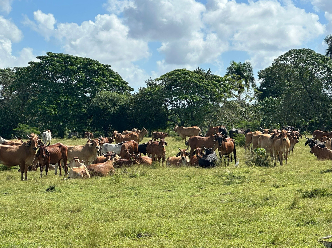 Longitude Tours-蓬塔卡纳必去景点