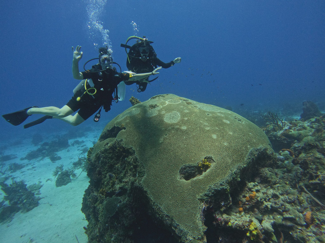 Tobago Dive Experience-Speyside必去景点