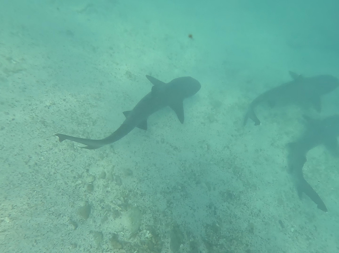 Darwin Bay-Genovesa必去景点