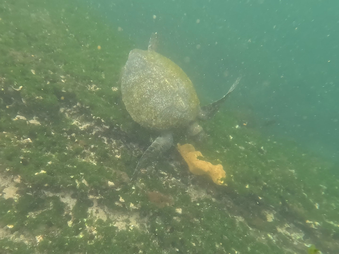 Tagus Cove-伊莎贝拉岛必去景点