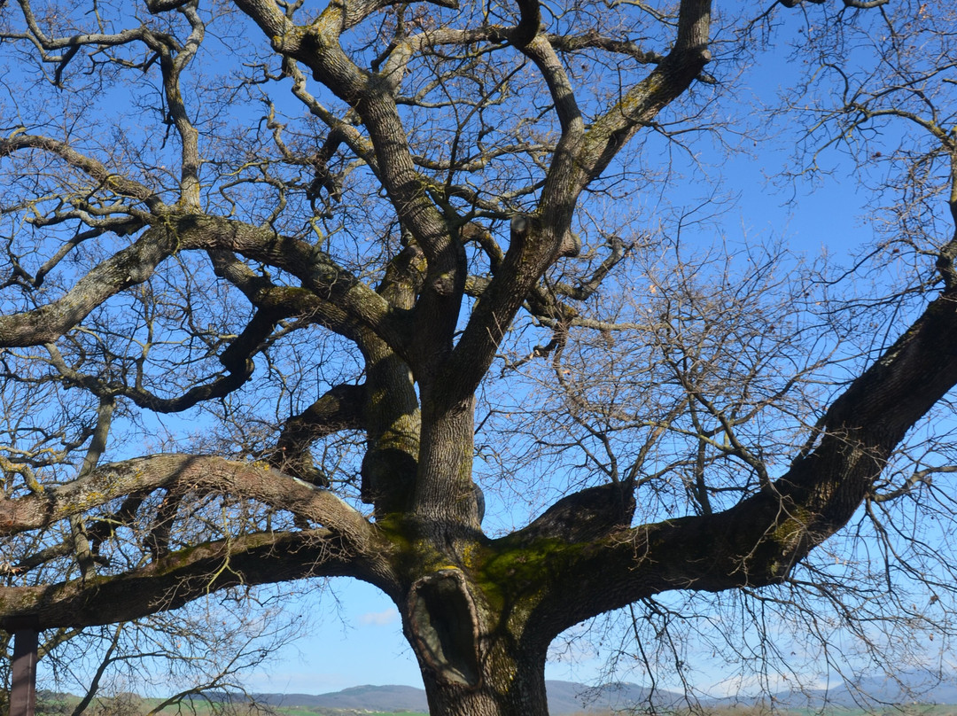 The Checche Oak Tree-皮恩扎必去景点