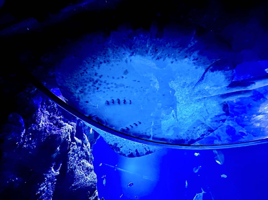 SEA LIFE Aquarium-卡尔斯巴德必去景点