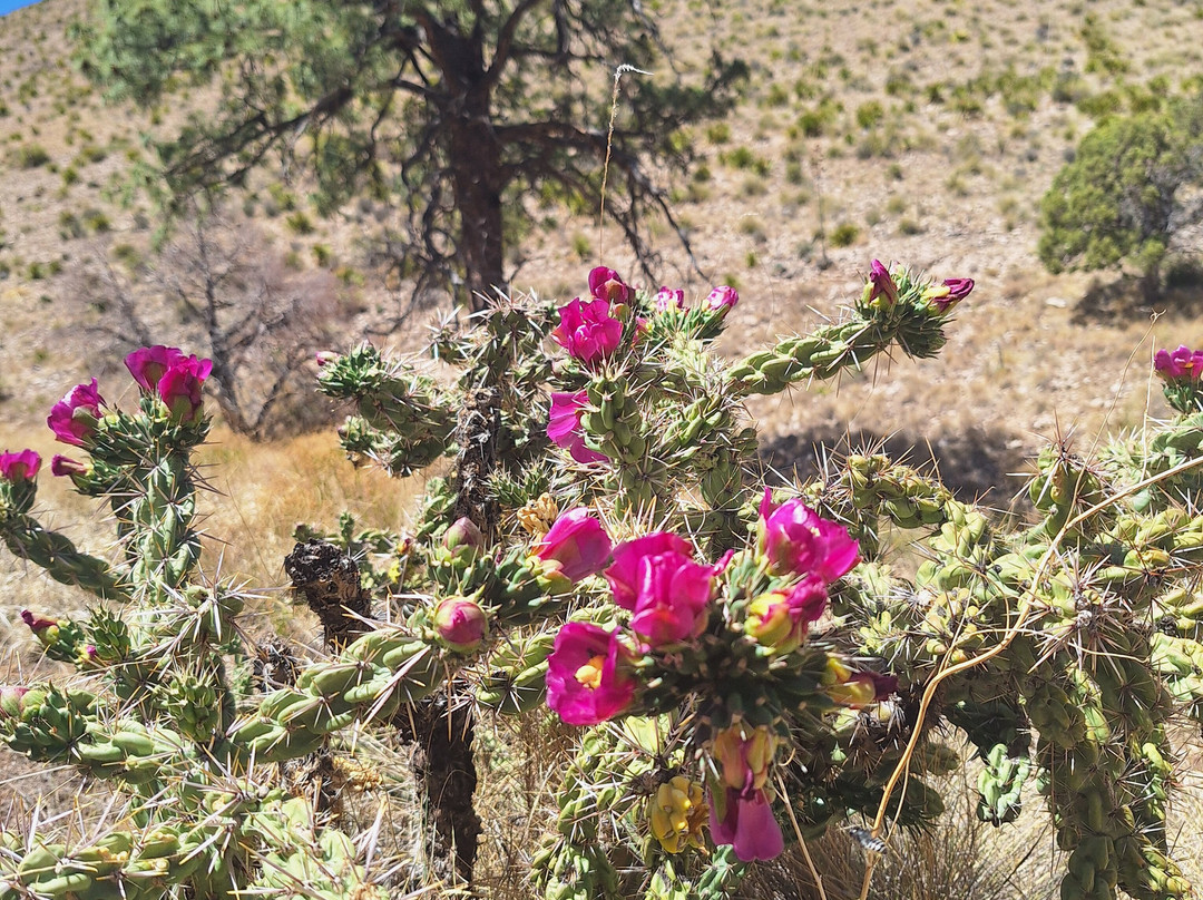 McKittrick Canyon-Guadalupe Mountains National Park必去景点