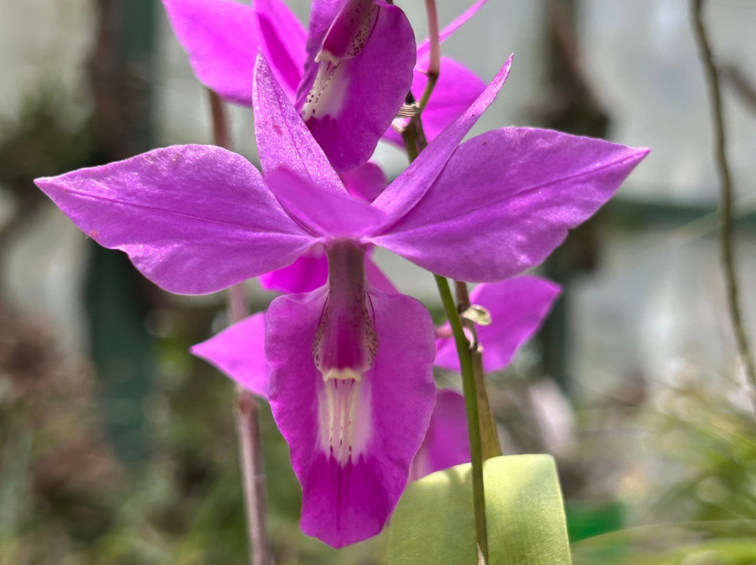Monteverde Orchid Garden景点图片