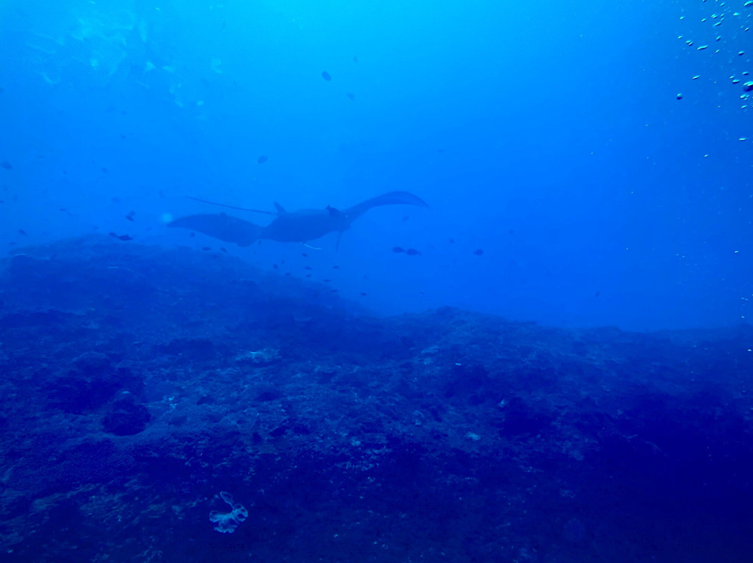 Tamarind Divers-蓝梦岛必去景点