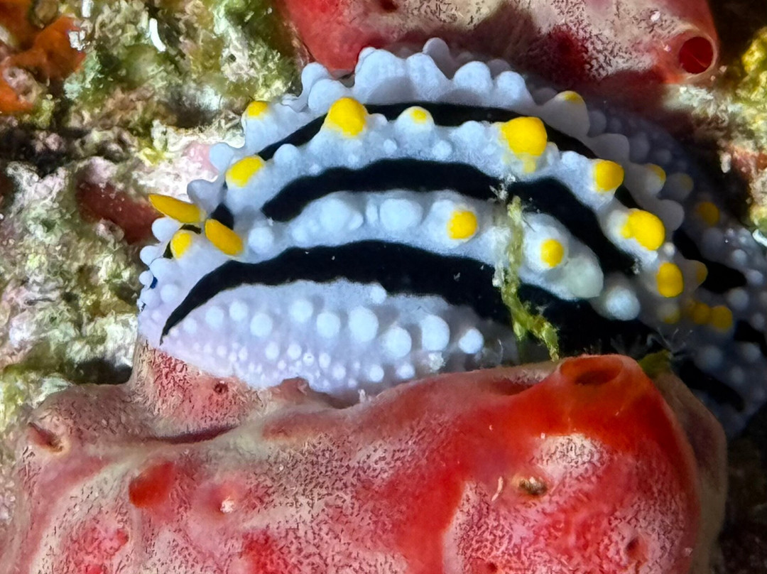 Euro-Divers Dhigali景点图片