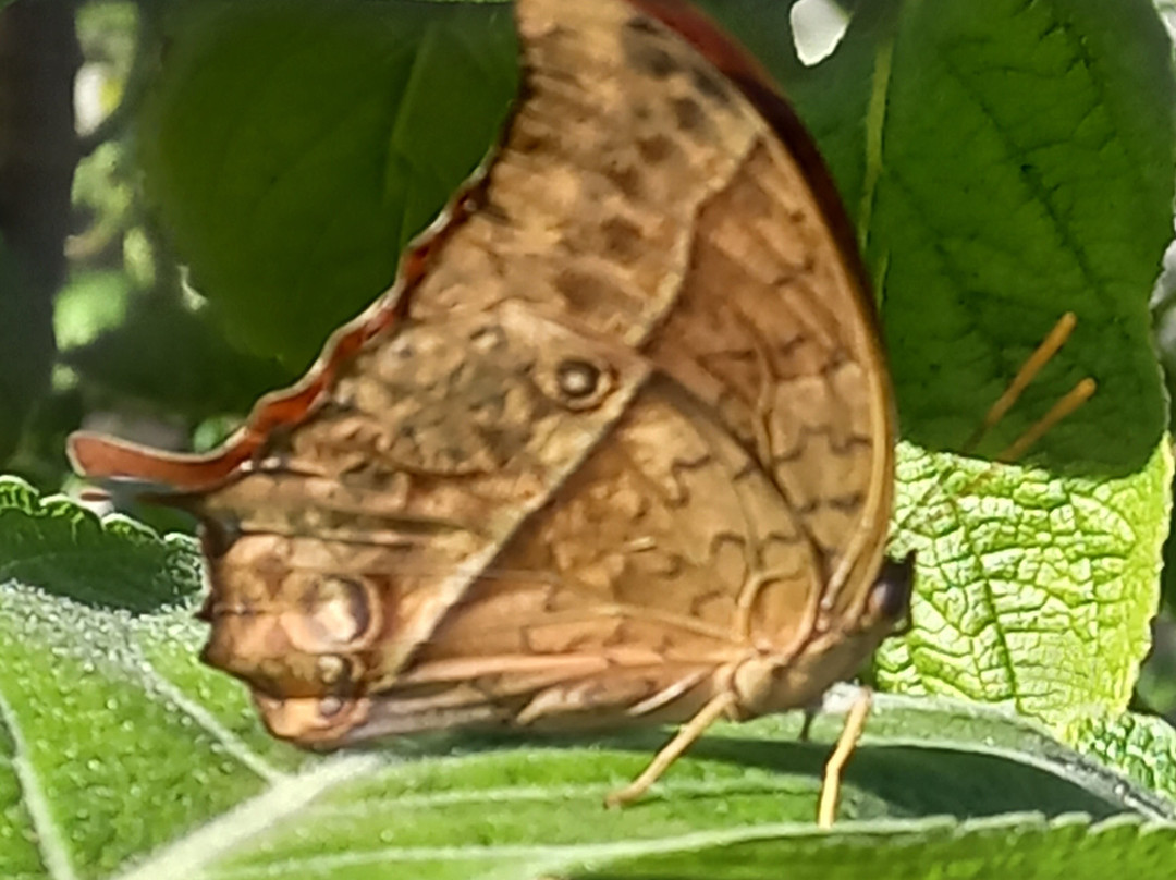 Butterfly Farm景点图片
