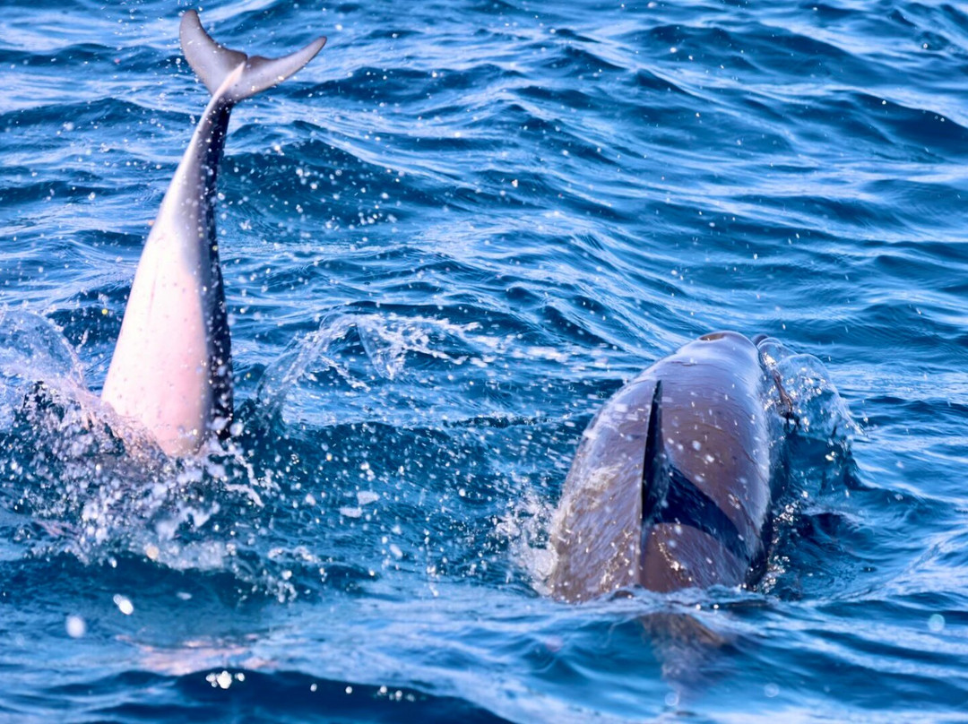 Adventure X Boat Tours-卡慕也拉必去景点