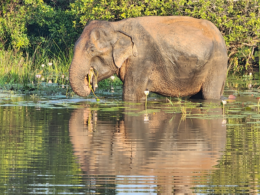 Chathu Lanka Tours景点图片