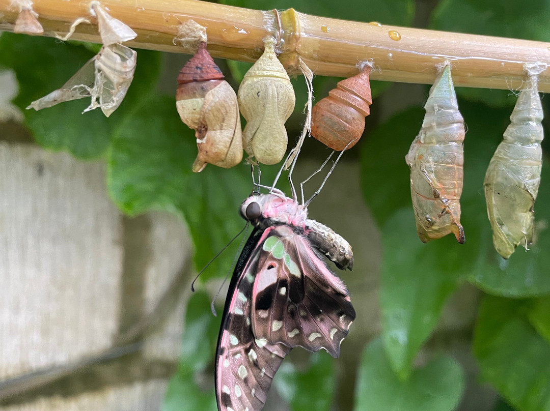 Buckfast Butterfly Farm And Dartmoor Otter Sanctuary-Buckfastleigh必去景点