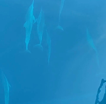 Dolphin Boat Lovina-罗威那海滩必去景点