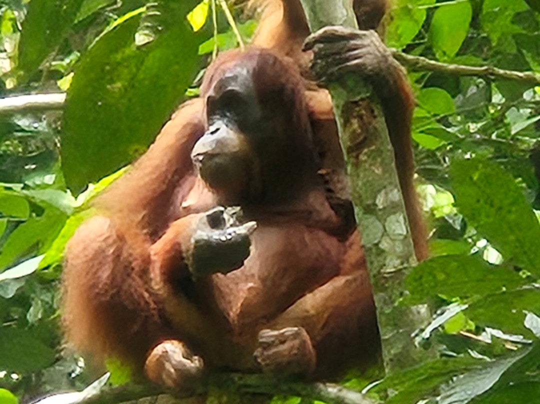 Ketambe Jungle Trekking With Alex-Ketambe必去景点