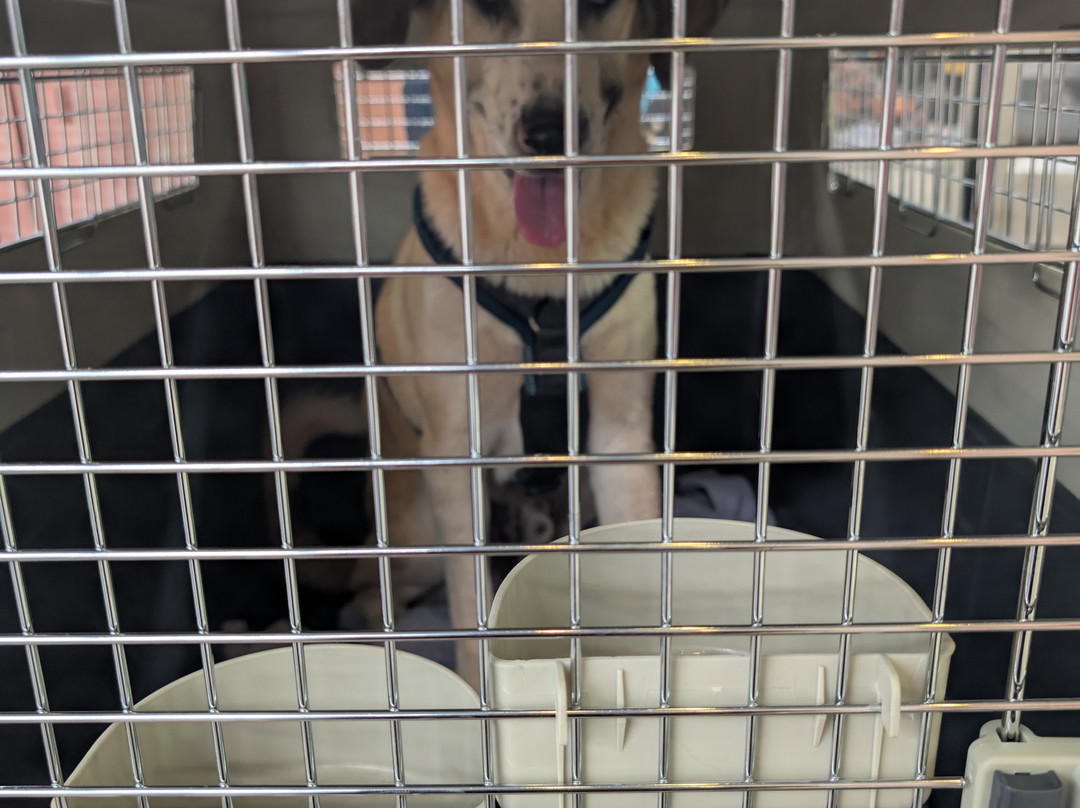 Al Rabee Society For Nature And Animal Protection-亚喀巴必去景点