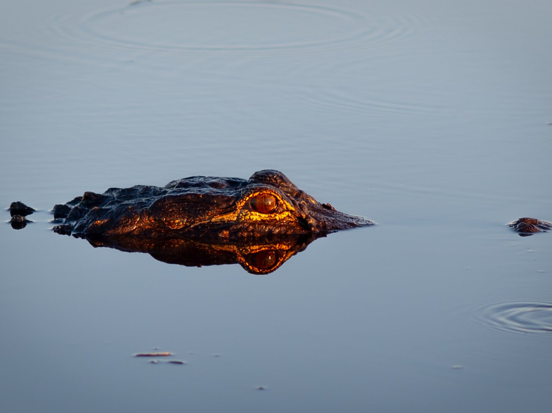 Everglades Airboat Excursions-Tamarac必去景点