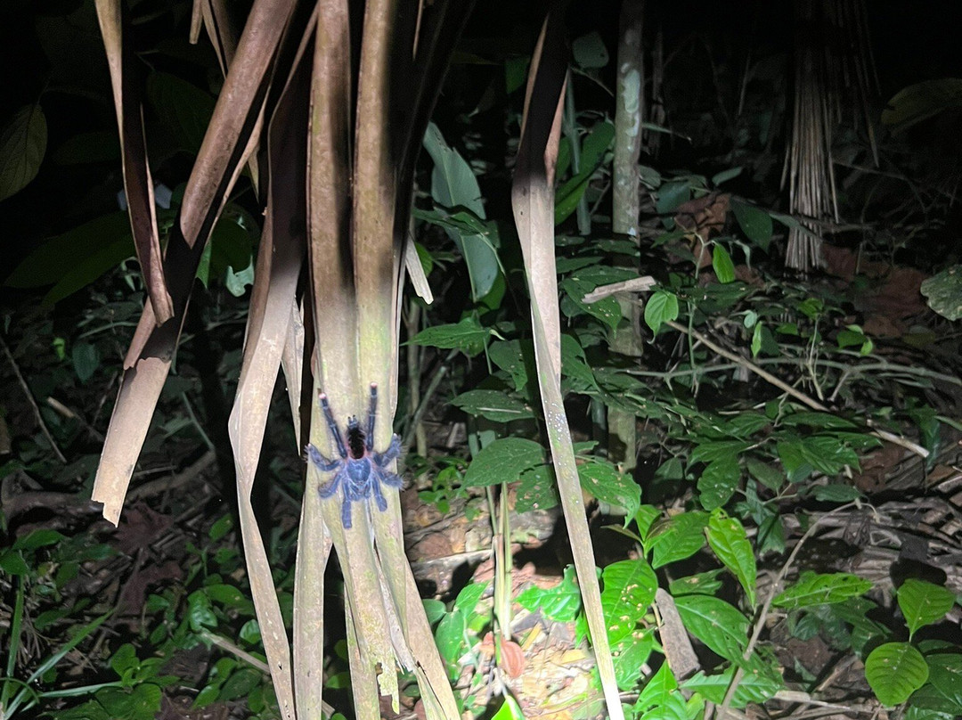 JunglePro-马尔多纳多港必去景点