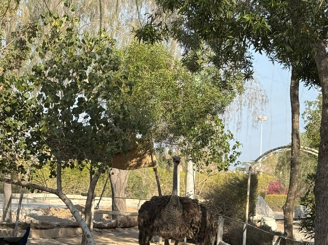Kish Dolphin Park景点图片