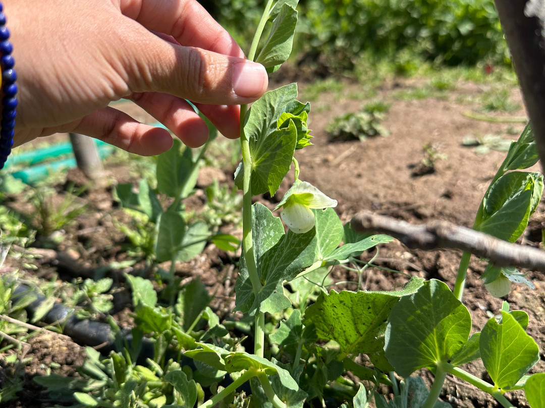 Hoasi Farm-Curacavi必去景点