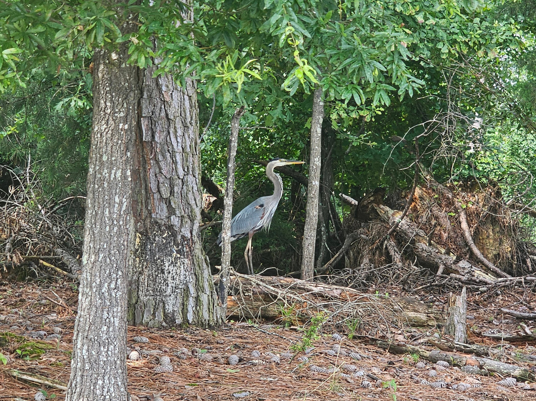 Dreher Island State Park-Prosperity必去景点