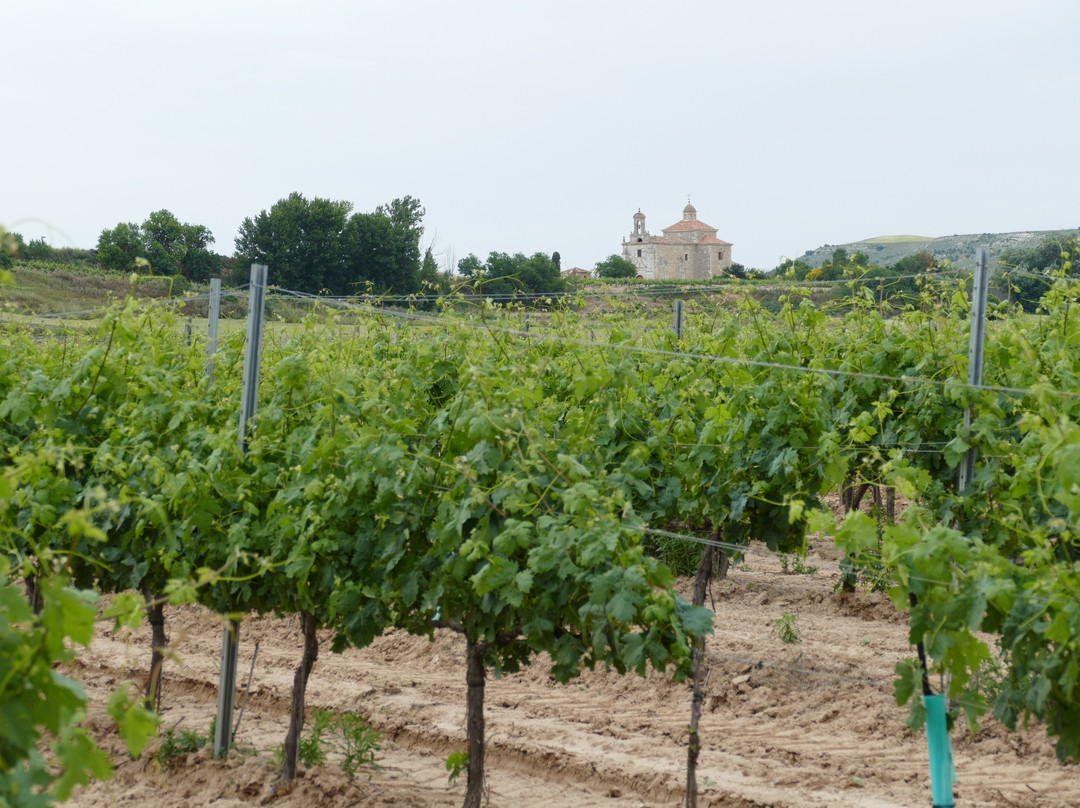 Velvety Wines - Dominio Lubiano-Pesquera de Duero必去景点