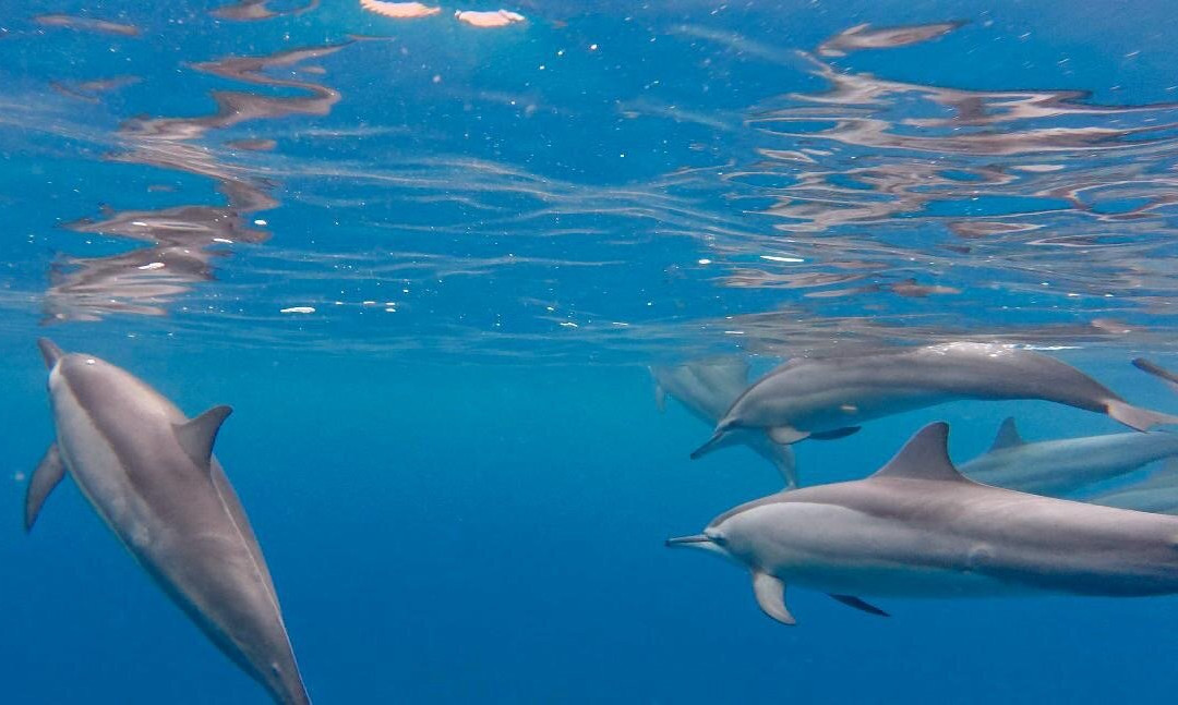 Whales Watching & Swimming With Dolphins In Mauritius-塔玛琳必去景点